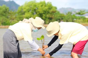 Salah satu mahasiswa Polban sedang melakukan giat 100 Magrove 1000 Harapan dalam program AksiMudaIndonesia di kawasan Ciletuh-Palabuhanratu